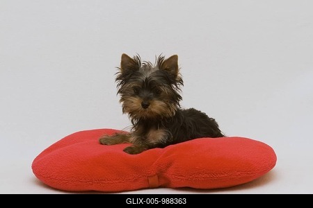 Yorkshire Terrier puppy, 14 weeks old, sitting on a red heart-shaped pillow-stock-foto