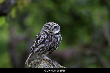 Little owl (Athene noctua), (Tyto alba), adult, on tree trunk, alert, Lowick, Northumberland, England, Great Britain-stock-foto