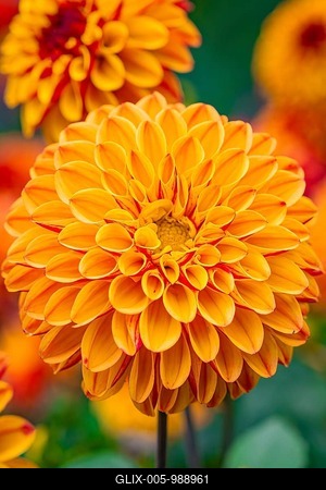 Macro photograph of a bright orange dahlia flower in full bloom in the garden, Mainau Island, Lake Constance, Germany-stock-foto