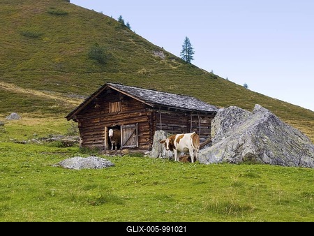Cow looking out of farm shed, Karlalm alpine pasture (uncultivated), Grossarltal, Salzburg, Austria, Europe-stock-foto