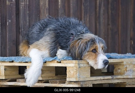 Young St. Bernard mix laying on a wooden skid, Lower Austria, Austria, Europe-stock-foto
