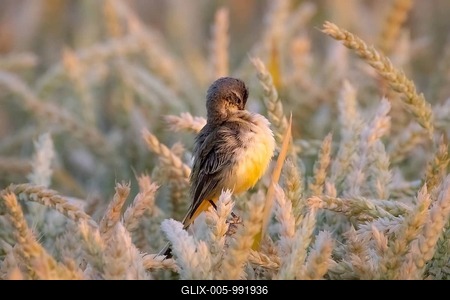 A sheeptail sits in a wheat field near Frankfurt am Main, Frankfurt am Main, Hesse, Germany-stock-foto