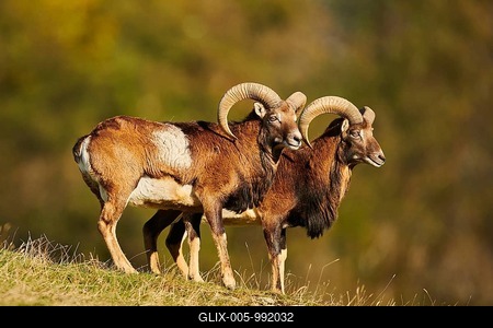 European mouflon (Ovis aries musimon) ram (male) in the alps, Wildlife Park Aurach, Kitzbuehl, Austria-stock-foto