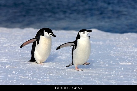 Chinstrap penguins (Pygoscelis antarctica) pair, Brown Bluff, Antarctica-stock-foto