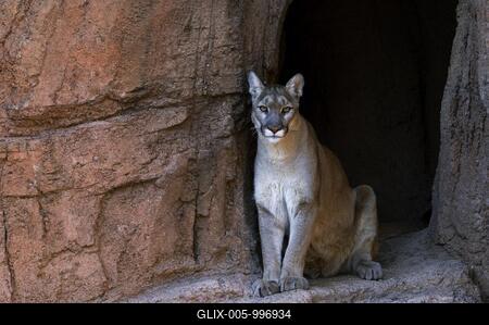 Puma, mountain lion, cougar (Felis concolor) sitting in the shade at entrance of cave, native to the Americas-stock-foto