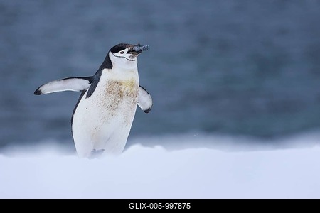 Chinstrap Penguin (Pygoscelis antarcticus), Antarctica-stock-foto