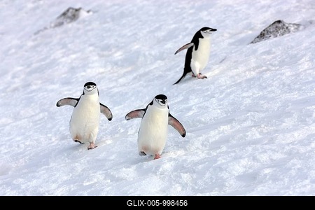 Chinstrap penguins (Pygoscelis antarctica), adult, spreading wings, Brown Bluff, Antarctica-stock-foto