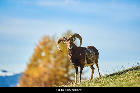 European mouflon (Ovis aries musimon) ram (male) in the alps, Wildlife Park Aurach, Kitzbuehl, Austria-stock-foto