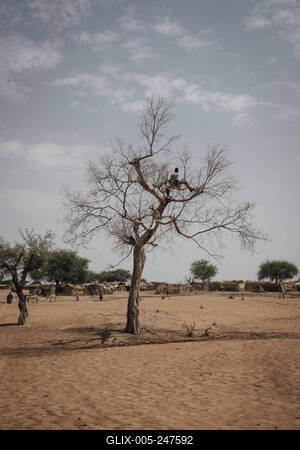  Sudanese refugees in Chad - 21/06/2024 - chad / ? Adre ? - A man in a tree in the informal Sudanese refugee camp in th-stock-foto