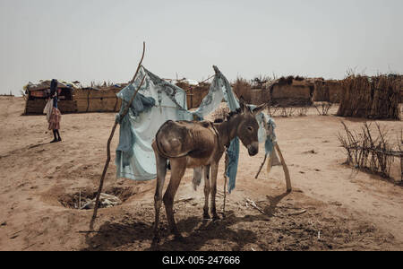  Sudanese refugees in Chad - 19/06/2024 - chad / ? Adre ? - Many Sudanese refugees bring their donkeys to Chad. Transit-stock-foto
