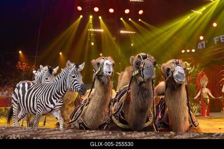 2 eme Spectacle de sélection du 47eme Festival International du cirque de Monte Carlo-stock-foto