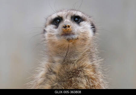 Erdmaennchen im Zoo-stock-foto