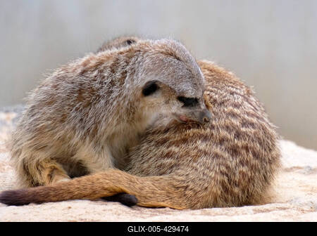 Erdmaennchen im Zoo-stock-foto