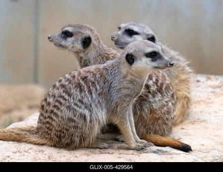 Erdmaennchen im Zoo-stock-foto