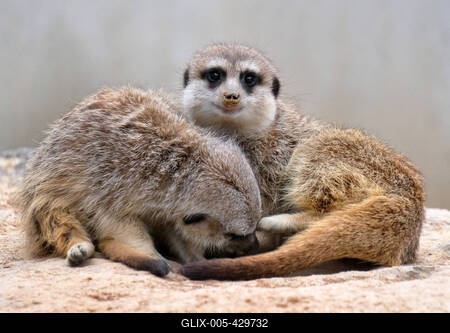 Erdmaennchen im Zoo-stock-foto