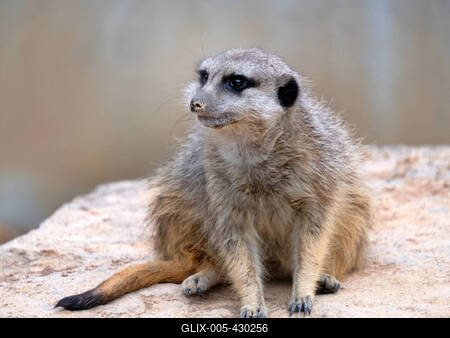 Erdmaennchen im Zoo-stock-foto