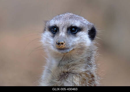 Erdmaennchen im Zoo-stock-foto
