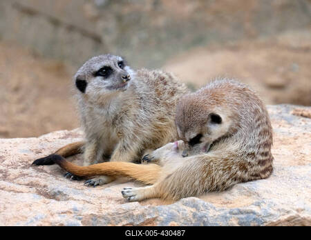 Erdmaennchen im Zoo-stock-foto