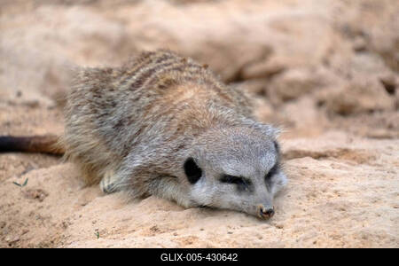 Erdmaennchen im Zoo-stock-foto