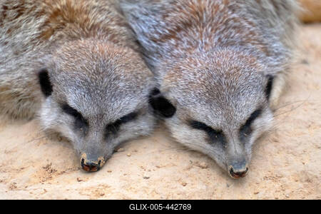 Erdmaennchen im Zoo-stock-foto