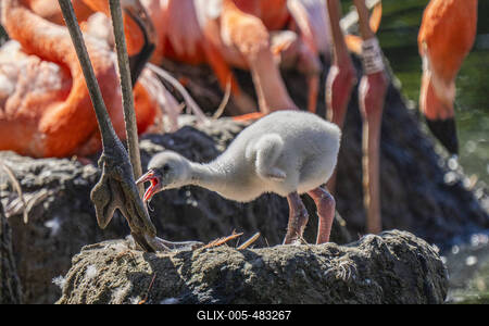 Flamingo-Nachwuchs-stock-foto