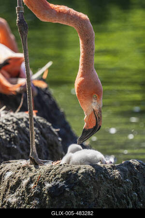 Flamingo-Nachwuchs-stock-foto