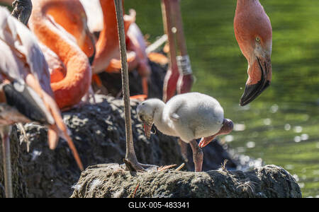 Flamingo-Nachwuchs-stock-foto