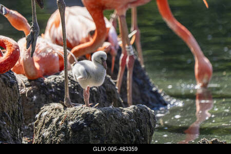 Flamingo-Nachwuchs-stock-foto