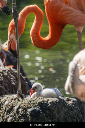 Flamingo-Nachwuchs-stock-foto