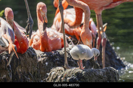 Flamingo-Nachwuchs-stock-foto