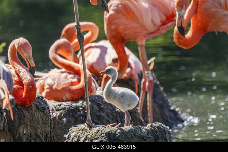 Flamingo-Nachwuchs-stock-foto