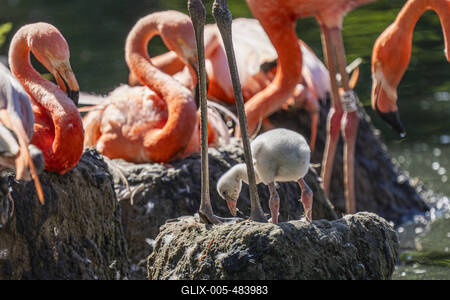 Flamingo-Nachwuchs-stock-foto