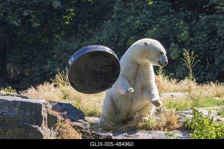 Spielender Eisb?r-stock-foto