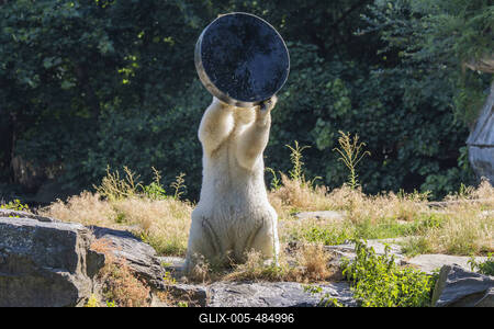 Spielender Eisb?r-stock-foto