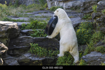 Spielender Eisb?r-stock-foto