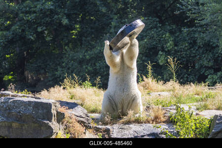 Spielender Eisb?r-stock-foto