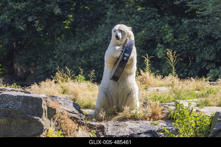 Spielender Eisb?r-stock-foto