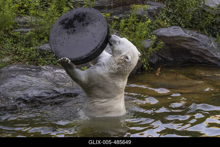 Spielender Eisb?r-stock-foto
