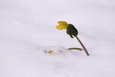 Winter cemetery-stock-photo