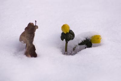 Winter cemetery-stock-foto