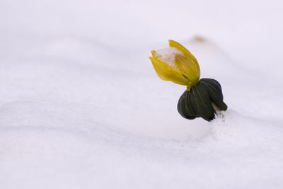 Winter cemetery-stock-foto