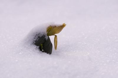 Winter cemetery-stock-foto