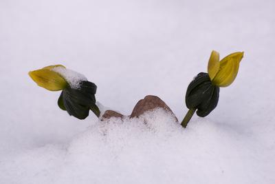 Winter cemetery-stock-foto