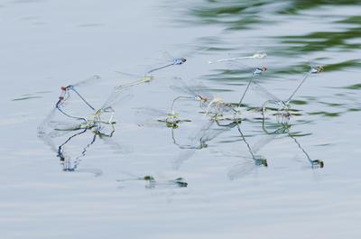 Dragonfly from Hungary-stock-foto