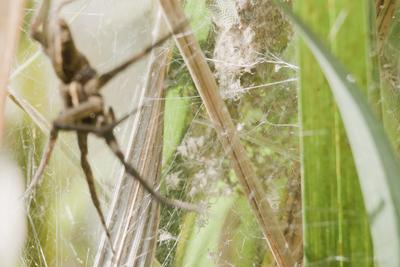Raft spider born-stock-foto