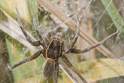 Raft spider born-stock-foto