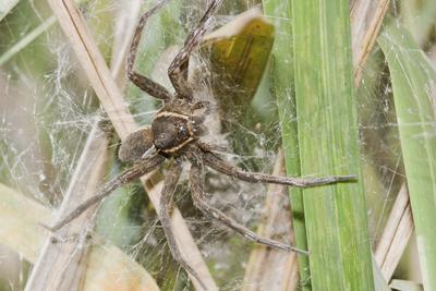 Raft spider born-stock-foto