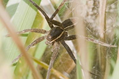 Raft spider born-stock-foto