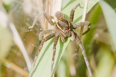 Raft spider born-stock-foto