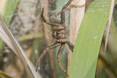 Raft spider born-stock-foto